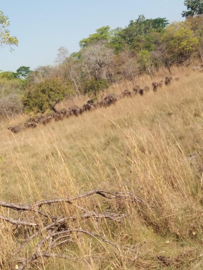Savanna landscape at dawn